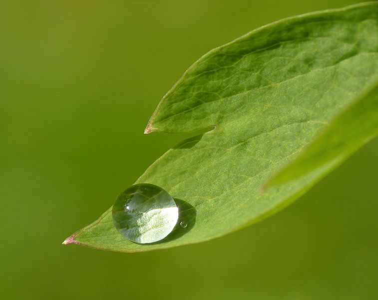 The Gift... (Drop on green leaf) by Caroline Lichthart