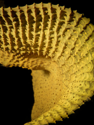 Scleractinia