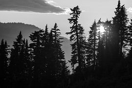 Silhouette d'une forêt sur Walljar