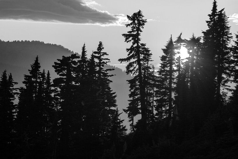 Silhouette eines Waldes von Walljar