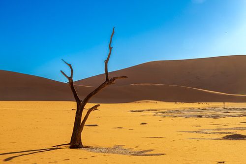 Marked by the light - A tree in Dead Vlei, Namibia