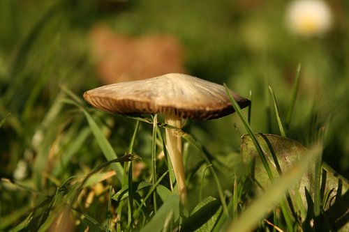 Paddenstoel in het gras
