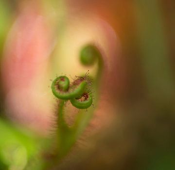 Sécurité (image abstraite de Sundew) sur Birgitte Bergman