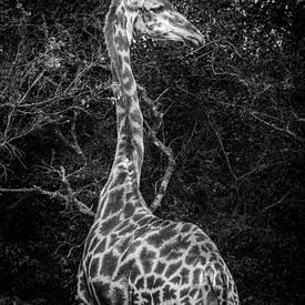 Serene giraffe in Hluhluwe Ezulwini Game Lodge van Charlotte Dirkse