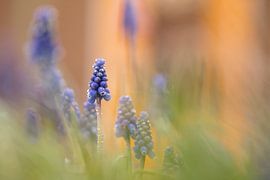 blaue Weintrauben von Ria Bloemendaal