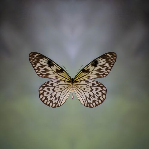 Just a butterfly