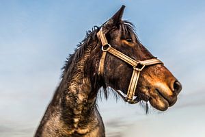 Trek Paarden