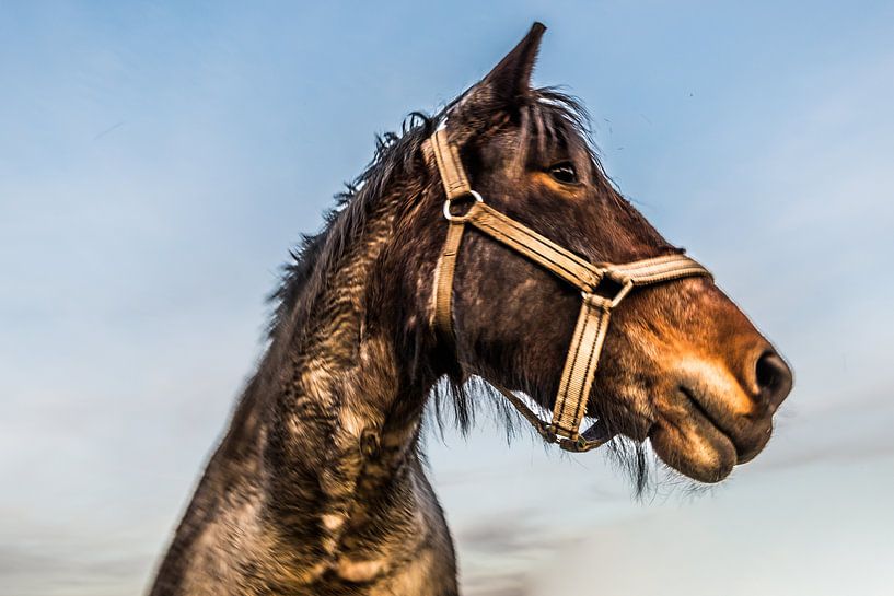 Trek Paarden van Brian Morgan