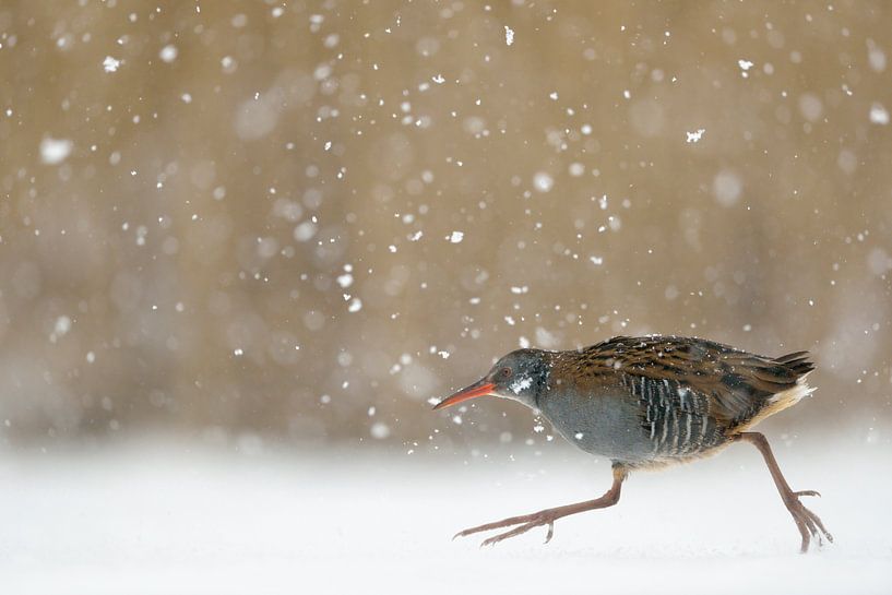 Râle d'eau * Rallus aquaticus * sous la neige par wunderbare Erde