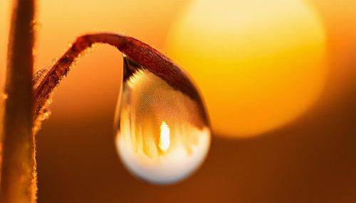 Plants with sunset