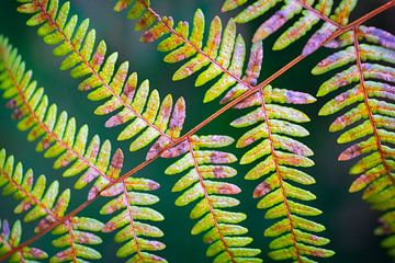 Discolouring fern leaf by Ron Poot