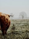 Schotse Hooglander in een koud, maar sfeervol landschap van Sharon Kastelijns thumbnail