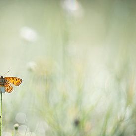 Vlinder op bloem van Kim Meijer