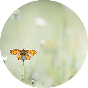 Vlinder op bloem van Kim Meijer