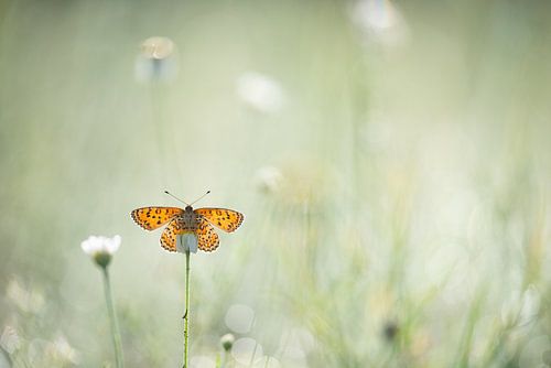 Schmetterling auf Blume von Kim Meijer