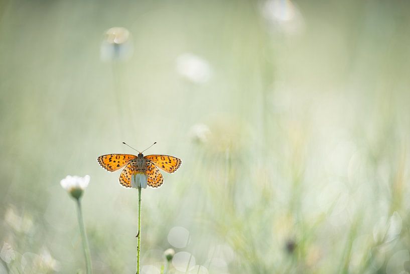 Papillon sur une fleur par Kim Meijer
