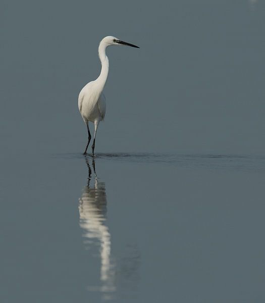 Little egret by Wim de Meester
