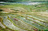 Rice fields of Sa Pa
