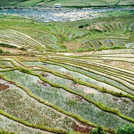 Rice fields of Sa Pa by Sebastiaan Hamming