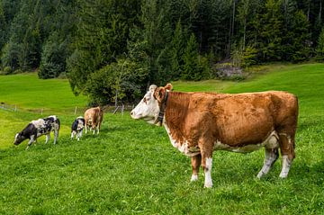 Blije koeien in de Alpen