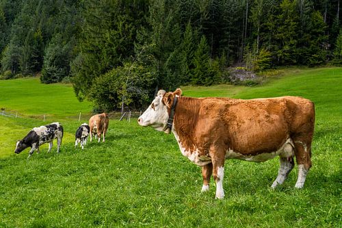 Des vaches heureuses dans les Alpes