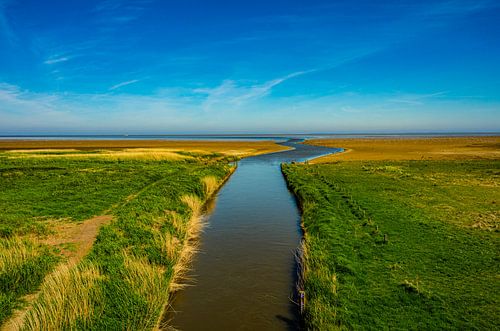 Zwarte Haan Friesland van Roelof van der Schaaf