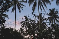 Palm trees in Bali by W Machiels thumbnail