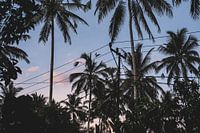 Palm trees in Bali