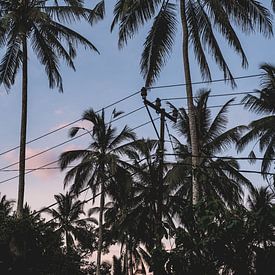 Palmbomen in Bali van W Machiels