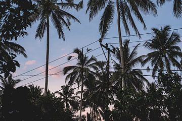 Palmbomen in Bali