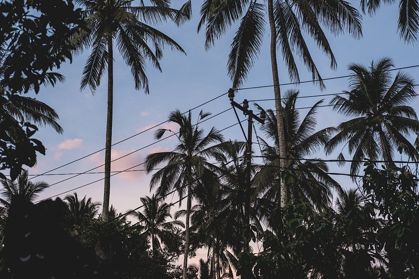 Palm trees in Bali by W Machiels