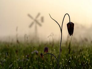 Kievitsbloem