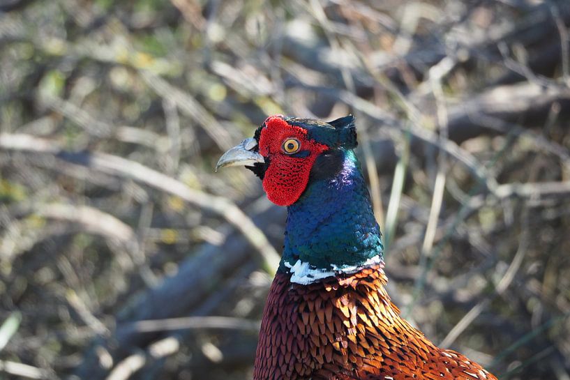 Pheasant rooster by Elly Rutten