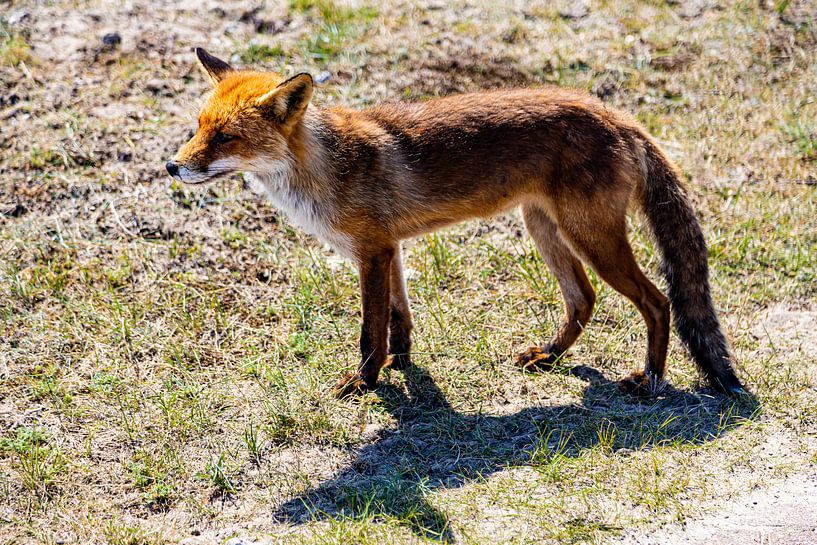 Fuchs in den Amsterdamer Wasserversorgungsdünen von Carin IJpelaar