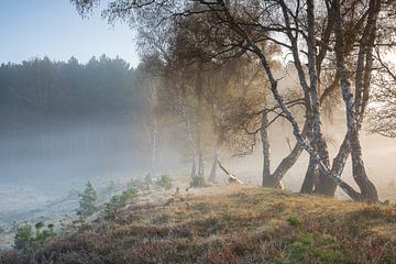 misty morning in birch forest in summer