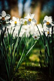 Rathenow "City of Optics by David Krause