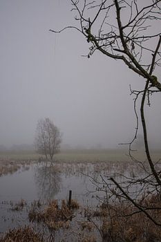 de l'arbre au pré