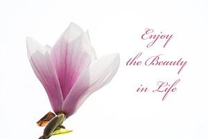 Enjoy the Beauty in Life