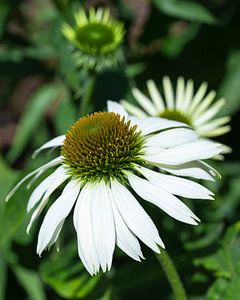 Sonnenhut, Echinacea purpurea