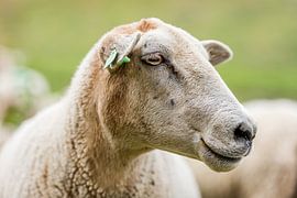 Sheep by Adri Rovers