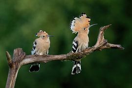Zwei Wiedehopfe auf Zweig mit grünem Hintergrund