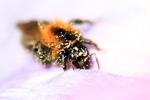 Pollen Bee von Dennis van de Water