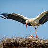 Weißstorch am Horst | Witte ooievaar in de ooievaarskooi von Dieter Ludorf