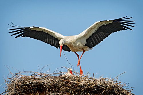 Witte ooievaar in de ooievaarskooi