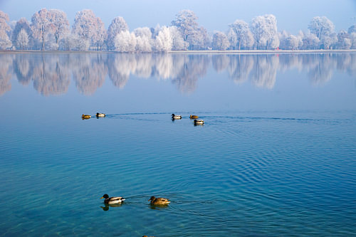 Enten auf dem Langwieder See vor Bäumen mit Rauhreif