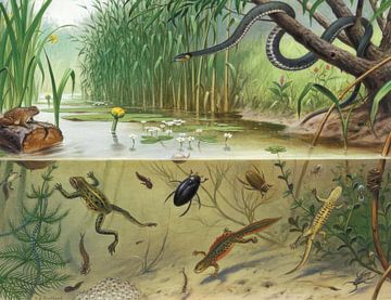 In Gräben und Pfützen, M.A. Koekkoek