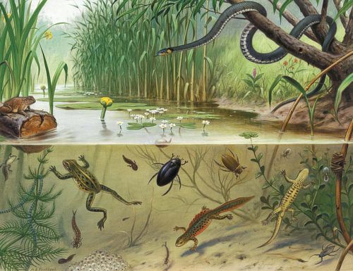 In greppels en plassen, M.A. Koekkoek