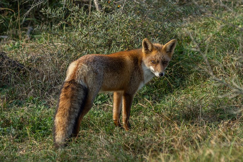 Red Fox by Cécile den Ouden