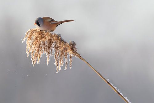Baardmannetje in het riet in de winter
