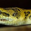 Snake: Carpet Python by Rob Smit